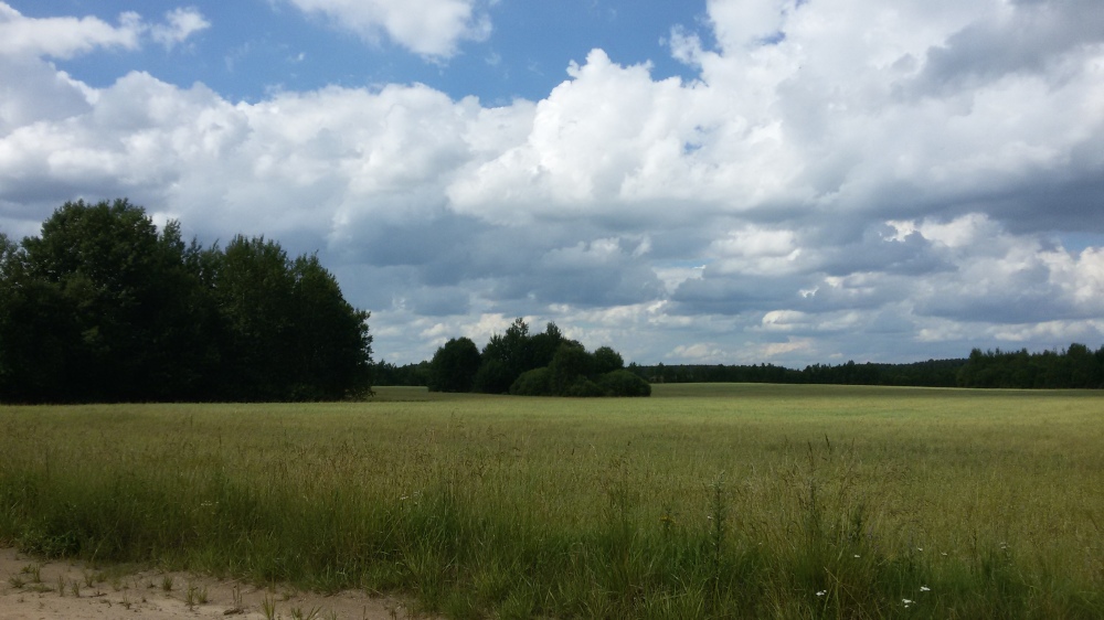 Beaux paysages biélorusses ruraux en été
