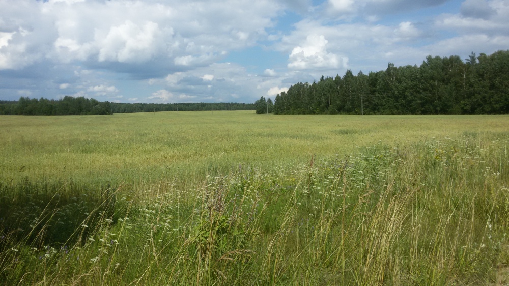 Paysages biélorusses d'été lin