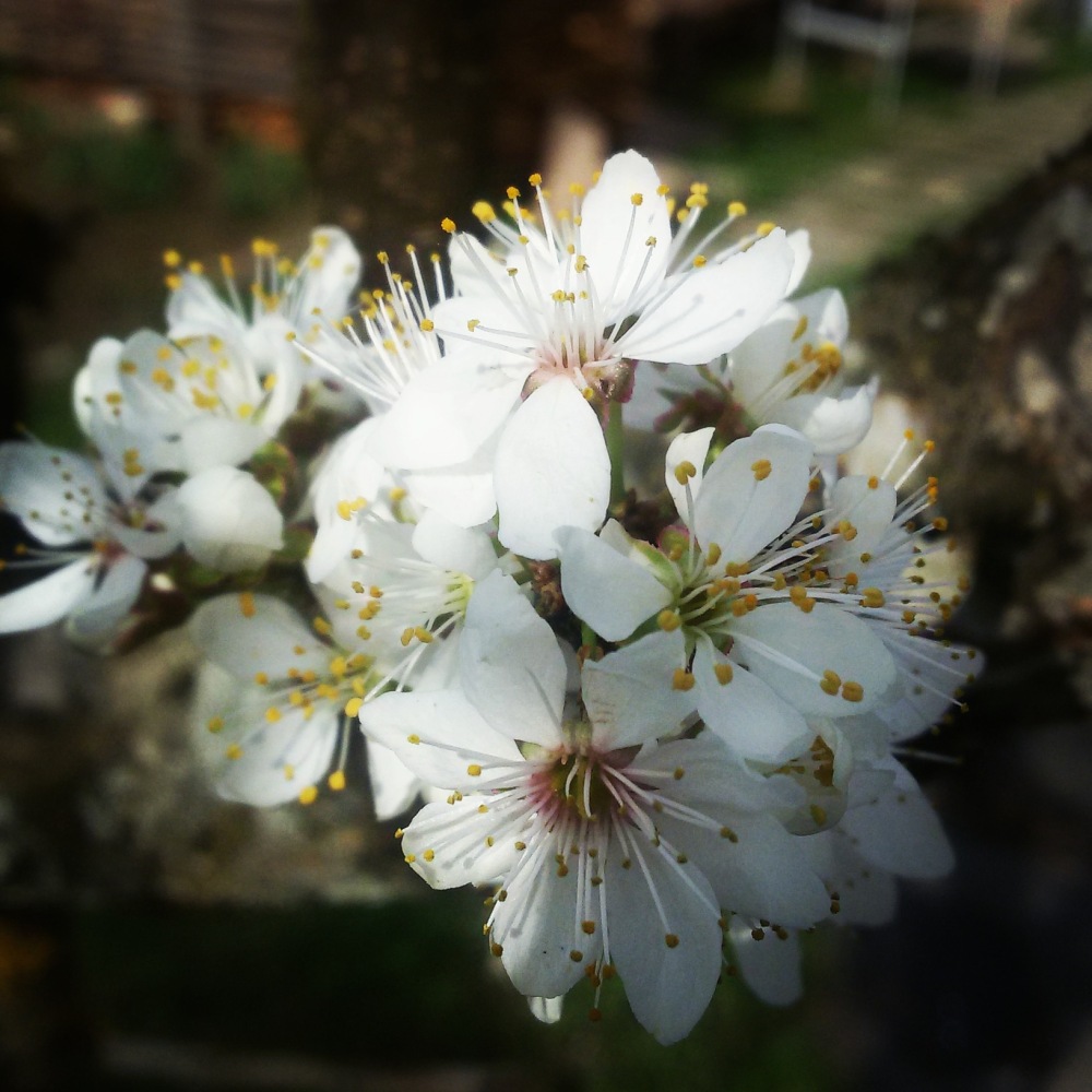 pommier fleurit en printemps