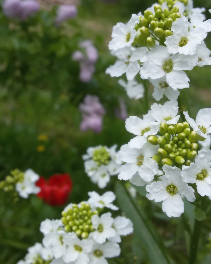 fleurs nature biélorusse